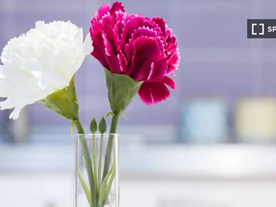 Immagine 13 di Camera condivisa in affitto  in Via Bartolomeo D'Alviano a Milano