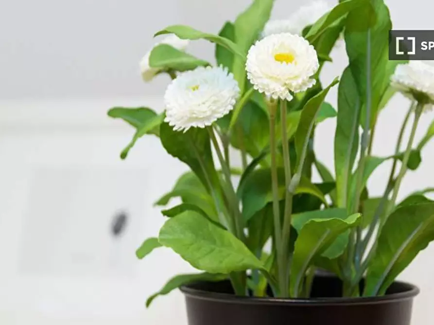 Immagine 2 di Camera condivisa in affitto  in Via Bartolomeo D'Alviano a Milano