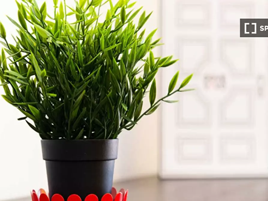 Immagine 7 di Camera condivisa in affitto  in Via Luigi Settembrini a Milano