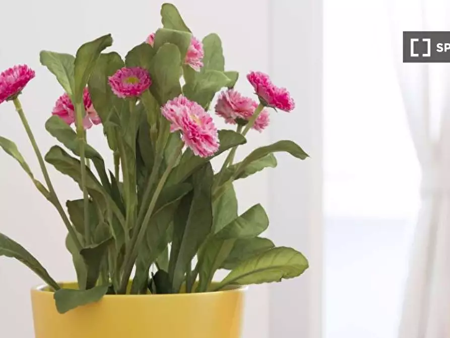 Immagine 8 di Camera condivisa in affitto  in Viale Coni Zugna a Milano