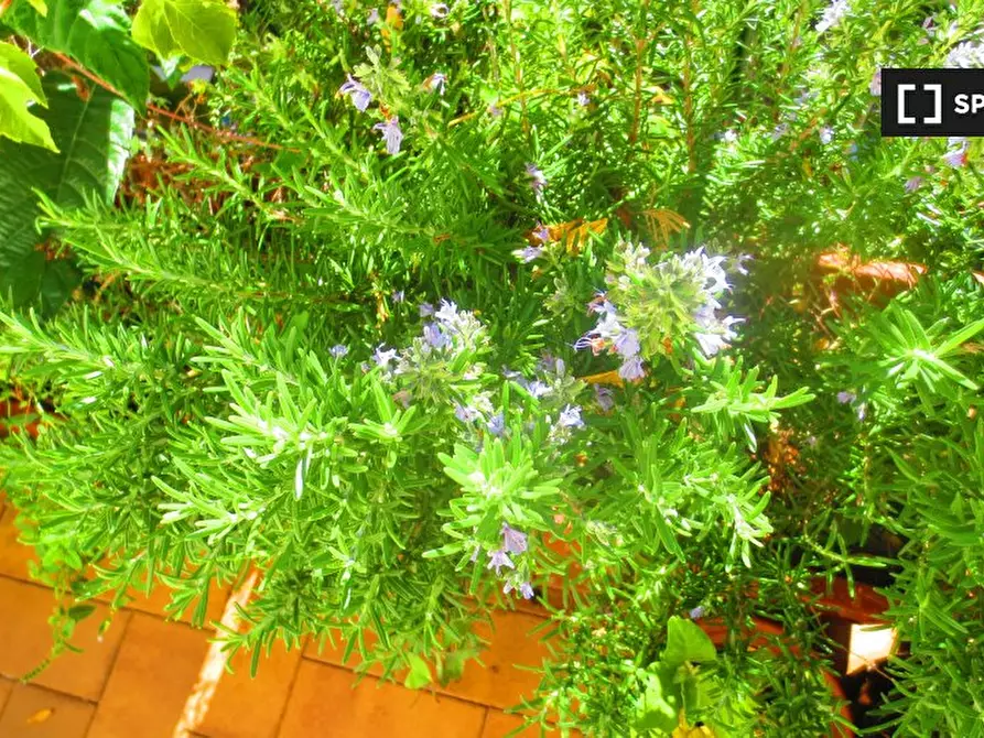 Immagine 8 di Camera condivisa in affitto  in Via Appiano a Roma