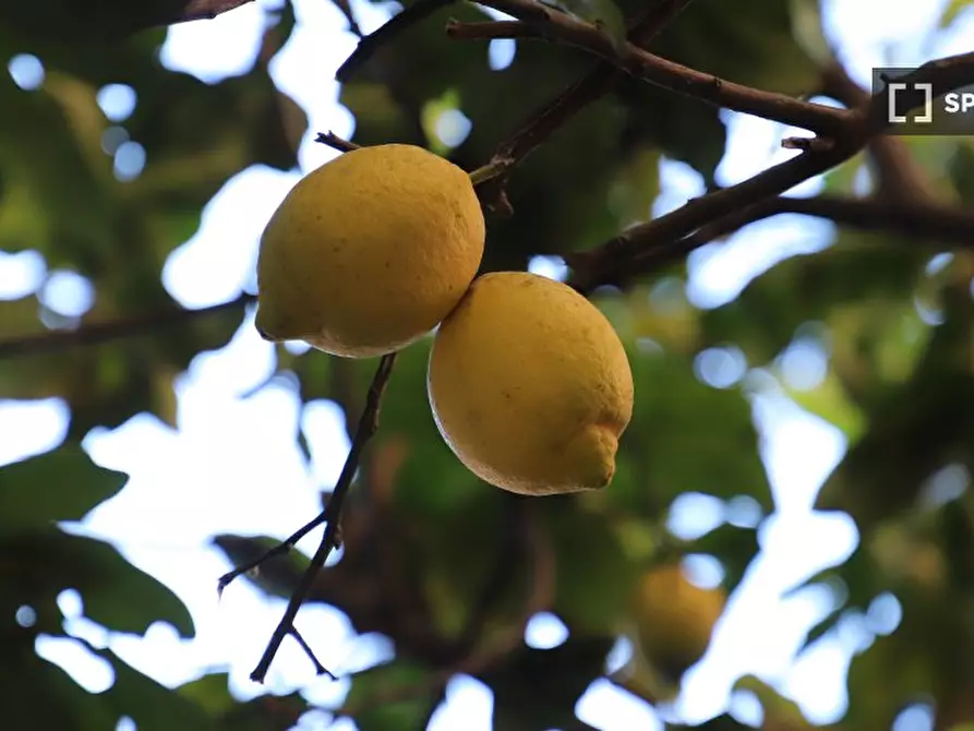 Immagine 5 di Appartamento in affitto  in Via dei Glicini a Roma