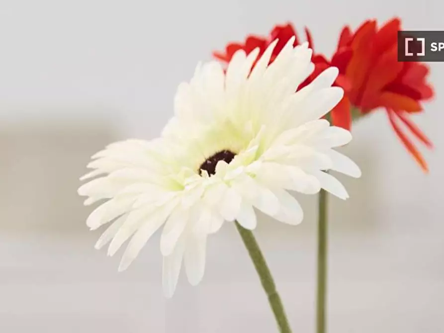 Immagine 10 di Camera condivisa in affitto  in Via Garegnano a Milano