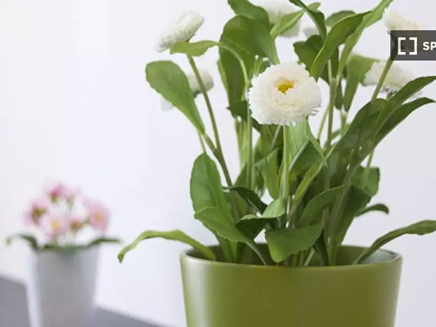 Immagine 8 di Camera condivisa in affitto  in Largo Cavalieri di Malta a Milano