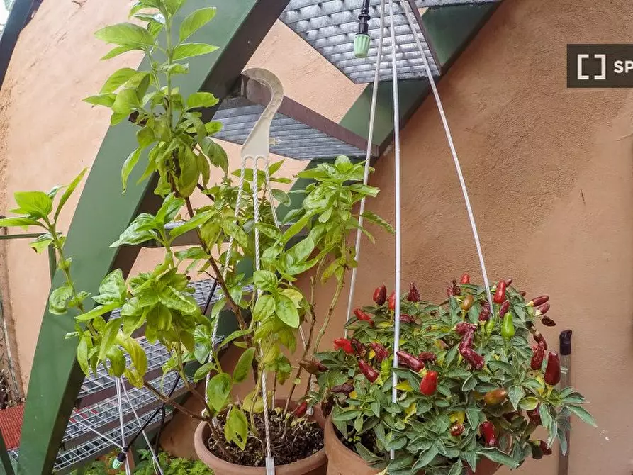 Immagine 14 di Appartamento in affitto  in Via Columella a Roma