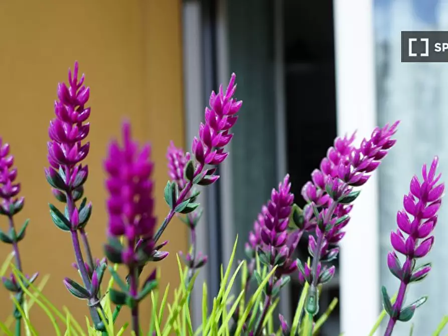 Immagine 5 di Appartamento in affitto  in Via dei Grimani a Milano