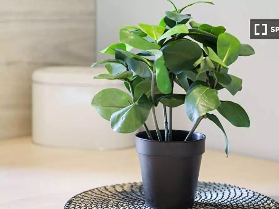 Immagine 17 di Camera condivisa in affitto  in Via Dalmazia a Milano