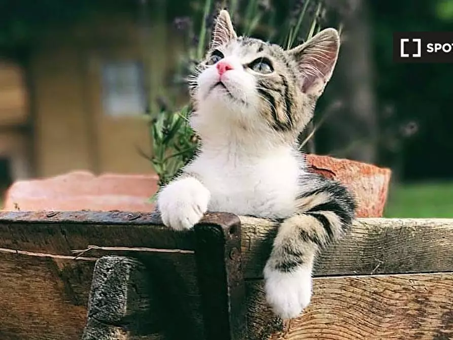 Immagine 6 di Camera condivisa in affitto  in Via Calamosco a Bologna