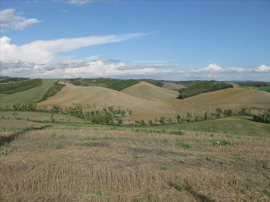 Immagine 7 di Azienda agricola in vendita  a Monteroni D'arbia
