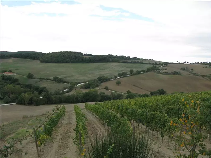 Immagine 4 di Azienda agricola in vendita  a Montepulciano