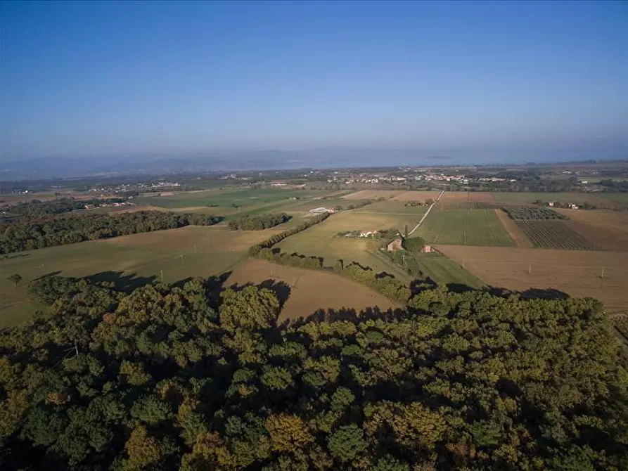 Immagine 3 di Azienda agricola in vendita  a Castiglione Del Lago