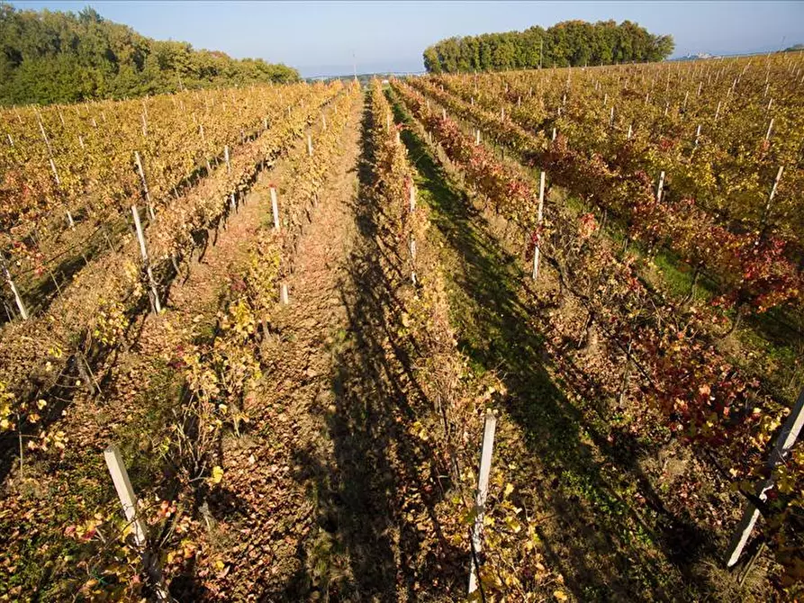 Immagine 5 di Azienda agricola in vendita  a Castiglione Del Lago