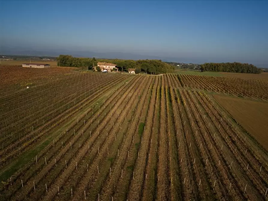 Immagine 6 di Azienda agricola in vendita  a Castiglione Del Lago