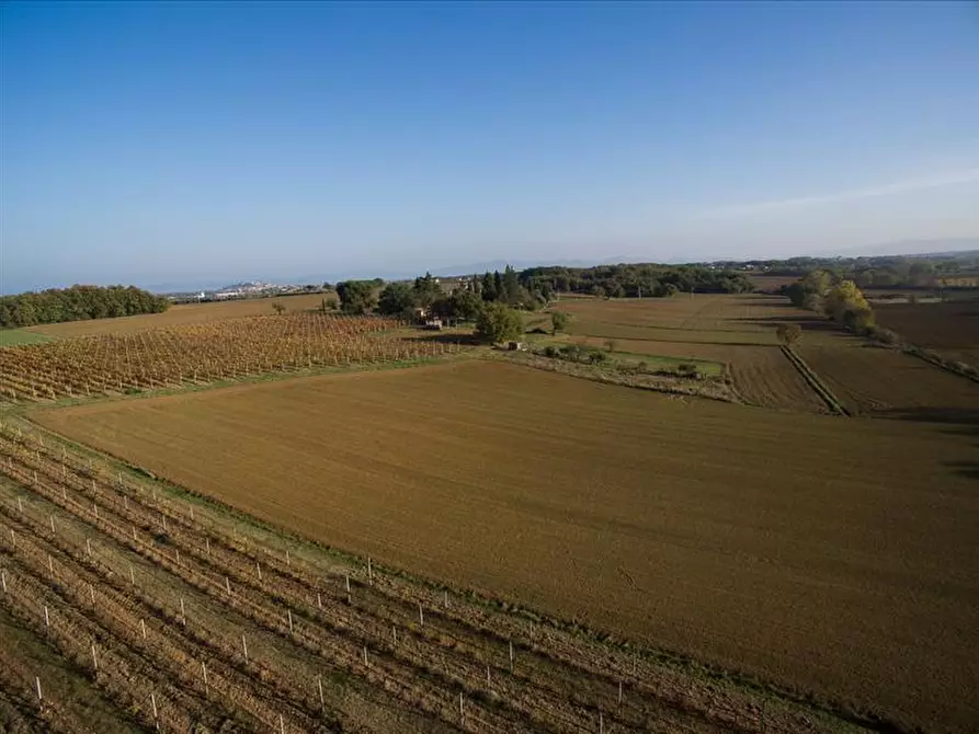 Immagine 7 di Azienda agricola in vendita  a Castiglione Del Lago