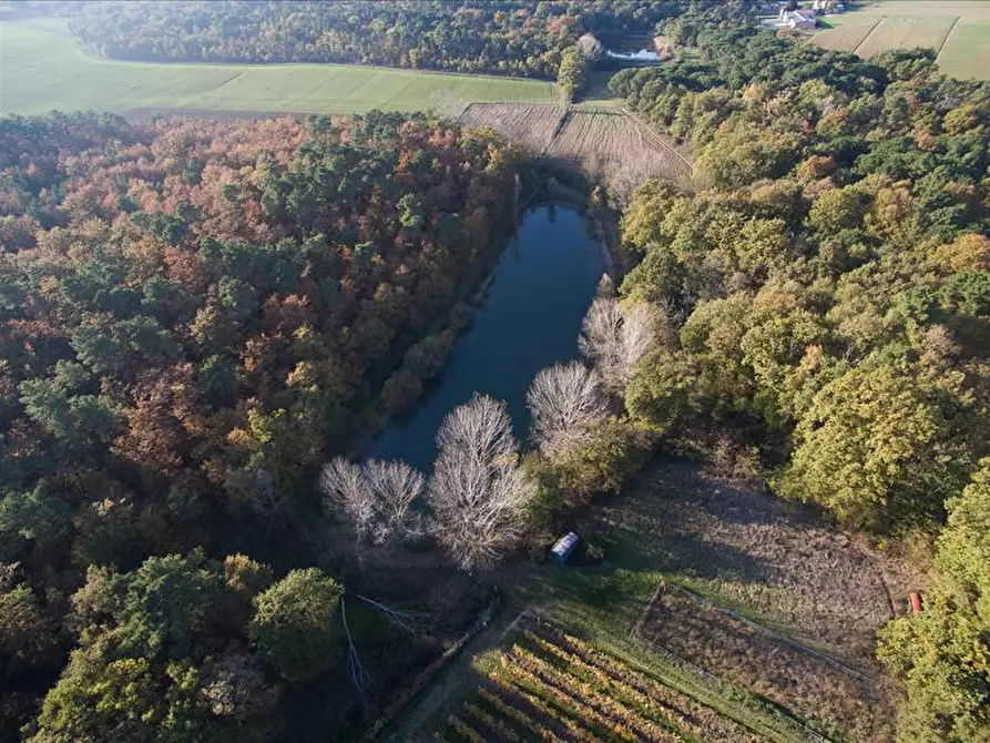 Immagine 8 di Azienda agricola in vendita  a Castiglione Del Lago