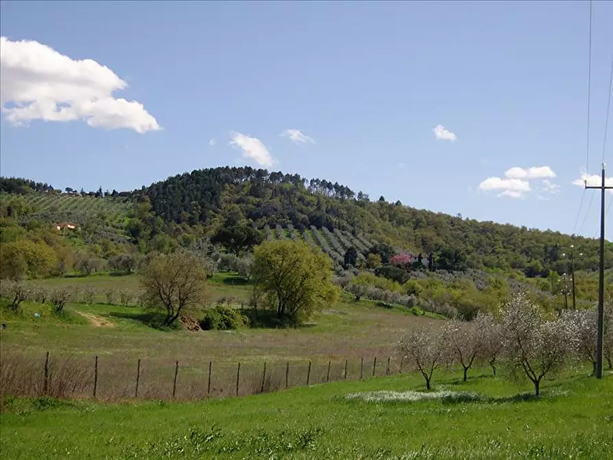 Immagine 10 di Azienda agricola in vendita  a Paciano