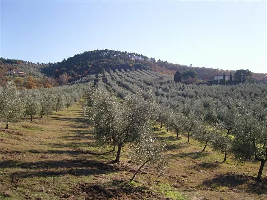 Immagine 1 di Azienda agricola in vendita  a Paciano