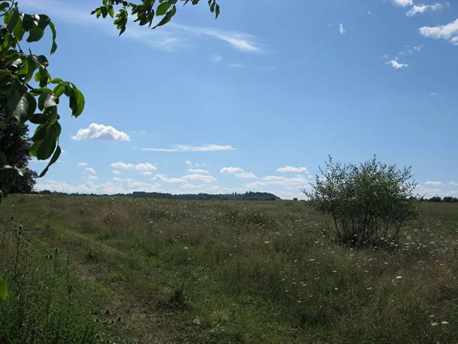 Immagine 5 di Azienda agricola in vendita  a Asciano