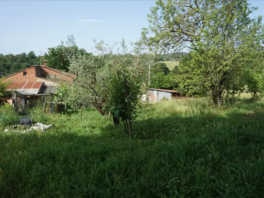 Immagine 6 di Rustico / casale in vendita  a Trequanda