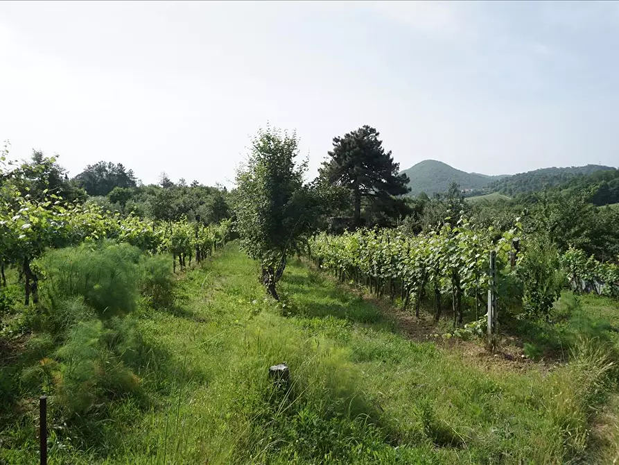 Immagine 8 di Rustico / casale in vendita  a Trequanda