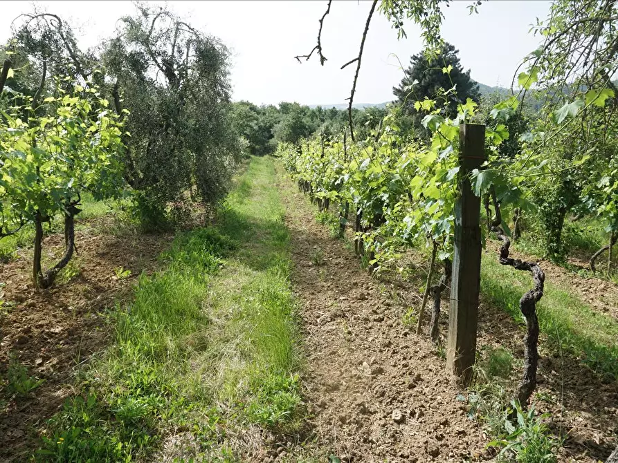Immagine 9 di Rustico / casale in vendita  a Trequanda