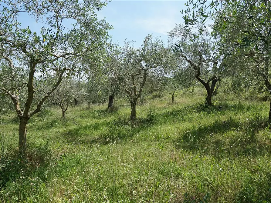 Immagine 1 di Terreno agricolo in vendita  a Sarteano