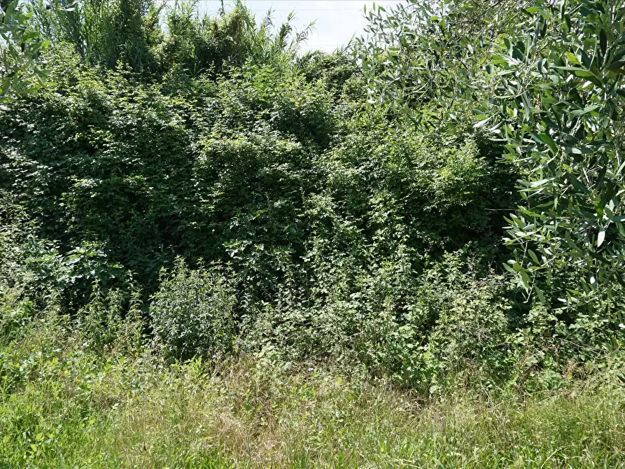 Immagine 10 di Terreno agricolo in vendita  a Sarteano