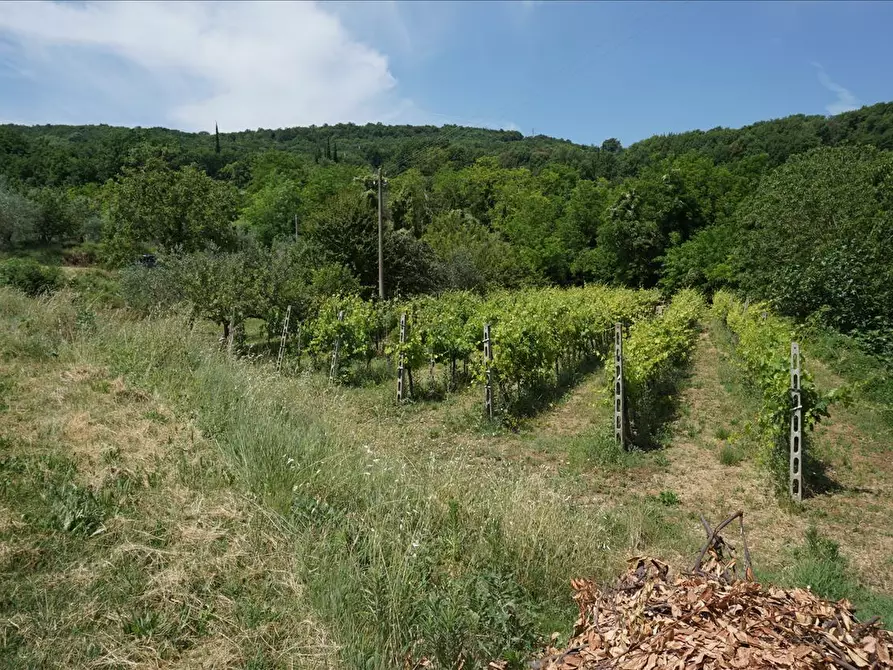 Immagine 2 di Terreno agricolo in vendita  a Sarteano