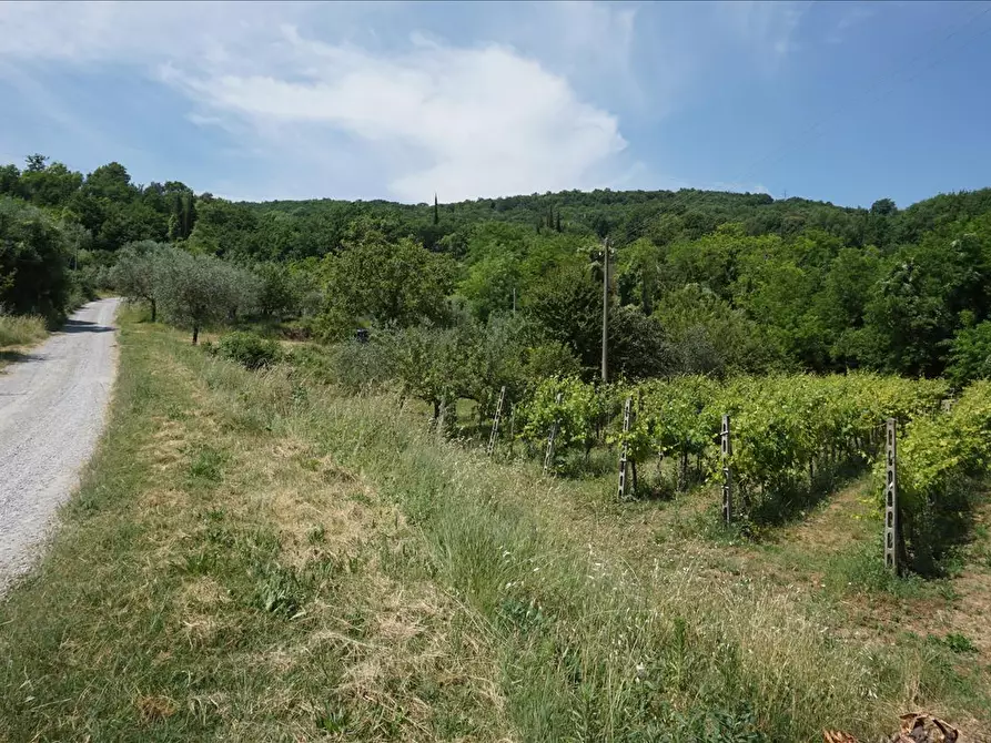 Immagine 3 di Terreno agricolo in vendita  a Sarteano