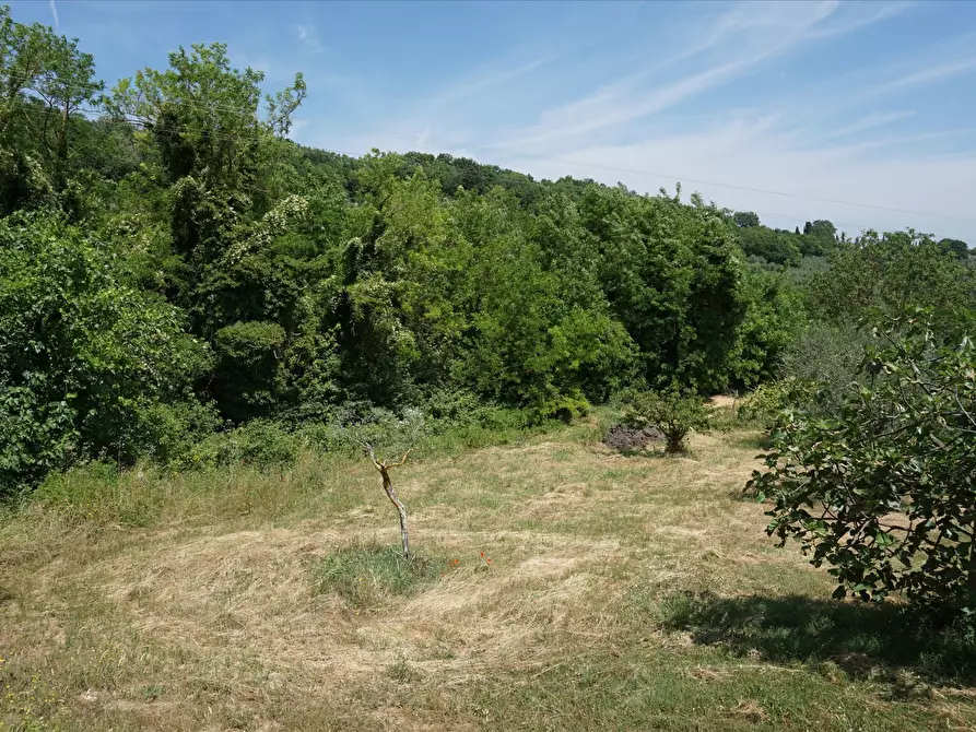 Immagine 7 di Terreno agricolo in vendita  a Sarteano