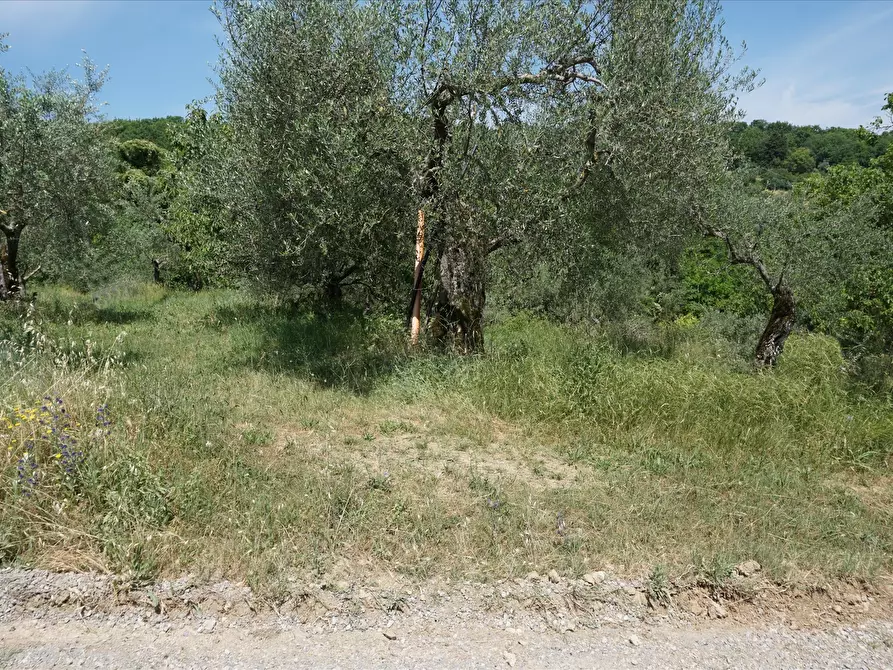 Immagine 8 di Terreno agricolo in vendita  a Sarteano