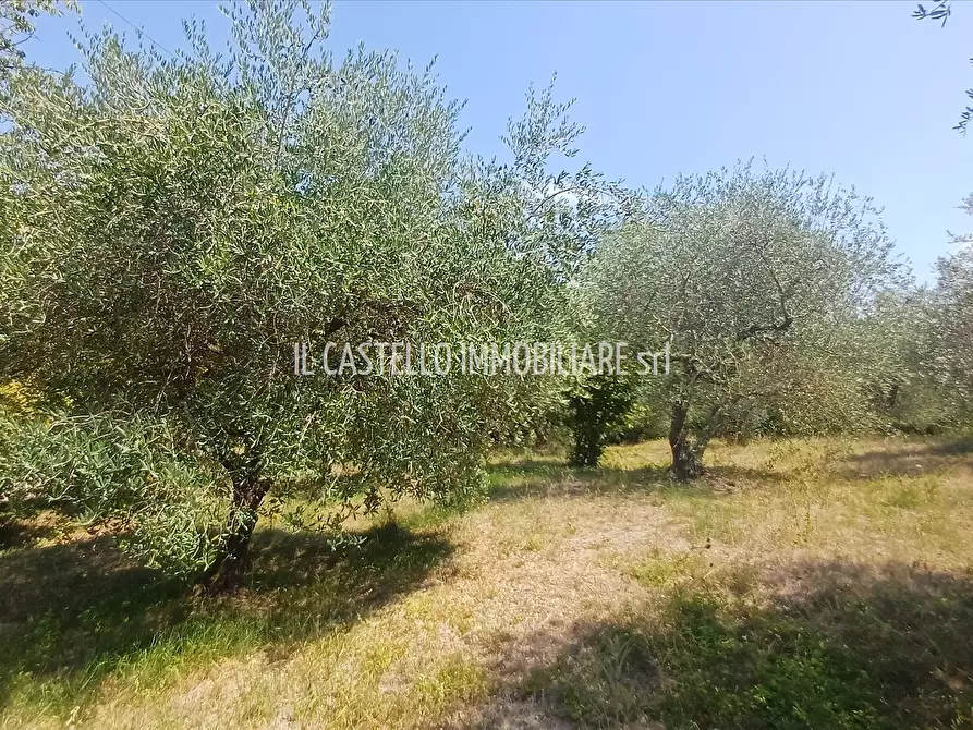 Immagine 6 di Terreno agricolo in vendita  a Sarteano