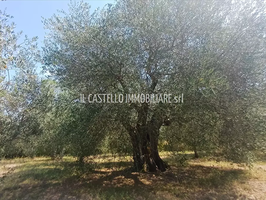 Immagine 7 di Terreno agricolo in vendita  a Sarteano