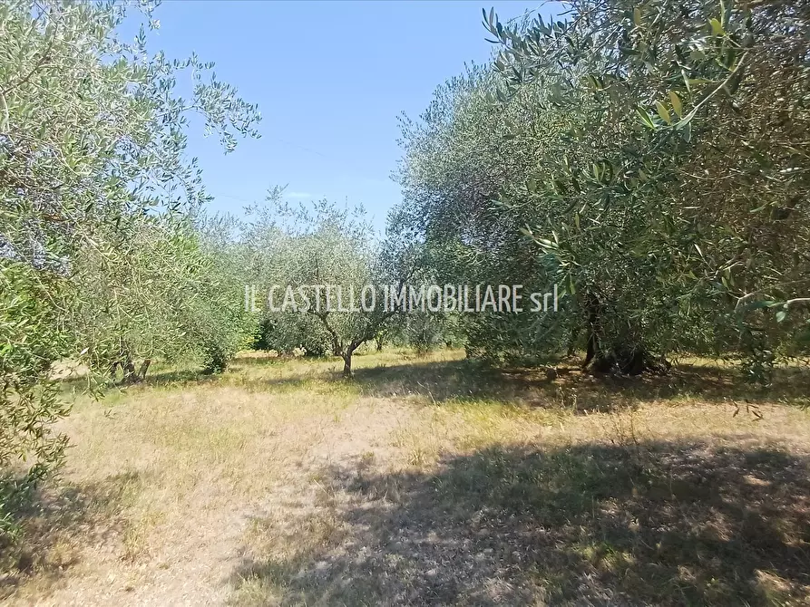 Immagine 9 di Terreno agricolo in vendita  a Sarteano