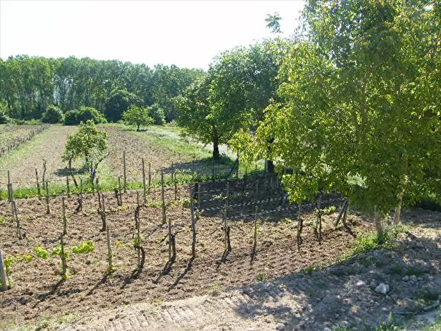 Immagine 6 di Terreno agricolo in vendita  a Sarteano