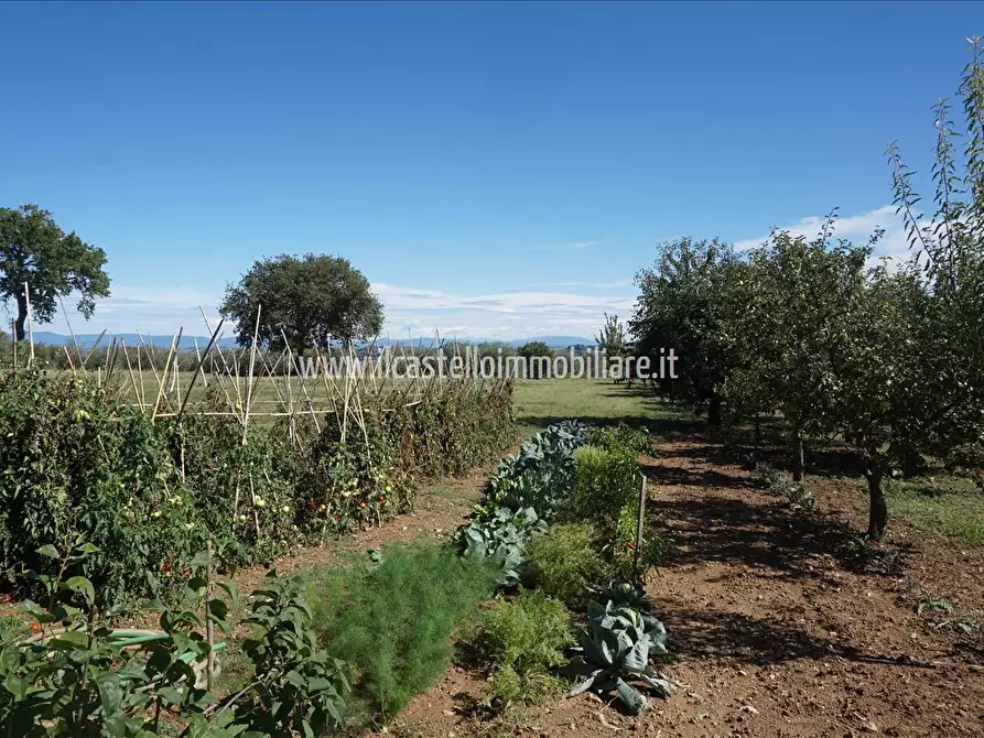 Immagine 4 di Terreno agricolo in vendita  a Sarteano