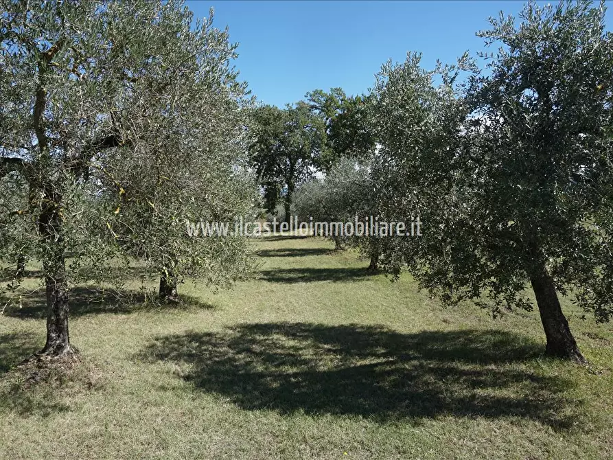 Immagine 5 di Terreno agricolo in vendita  a Sarteano