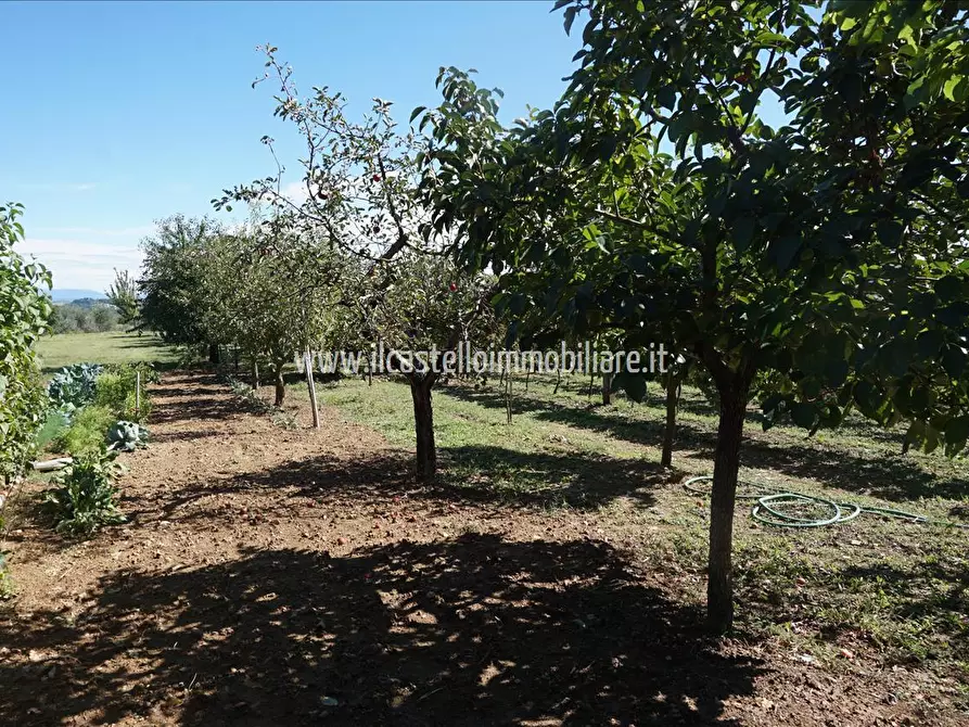 Immagine 7 di Terreno agricolo in vendita  a Sarteano