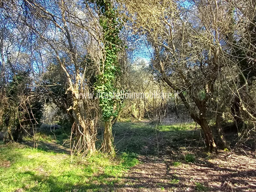 Immagine 5 di Terreno agricolo in vendita  a Sarteano