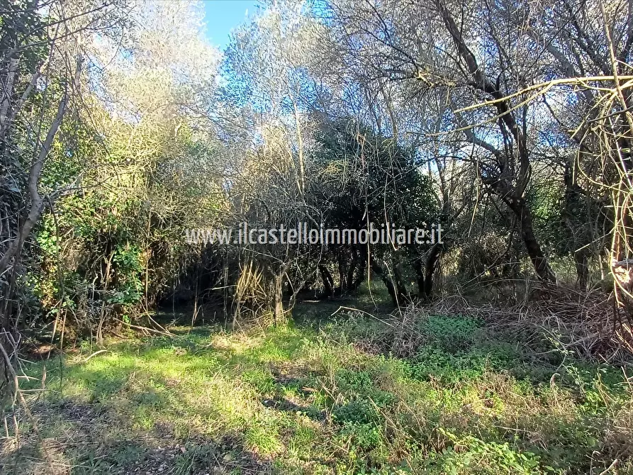 Immagine 6 di Terreno agricolo in vendita  a Sarteano