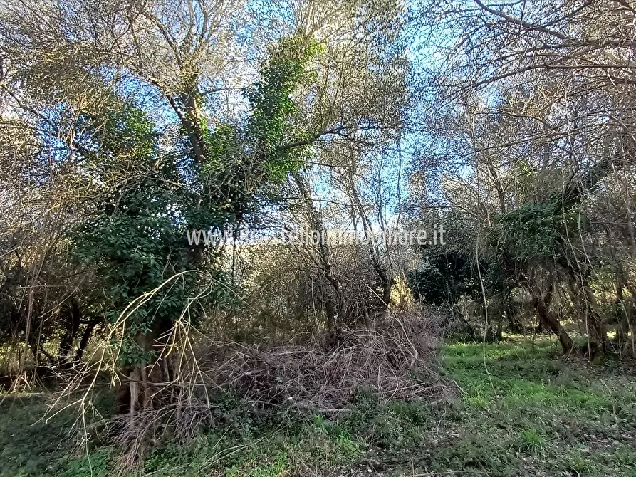 Immagine 7 di Terreno agricolo in vendita  a Sarteano