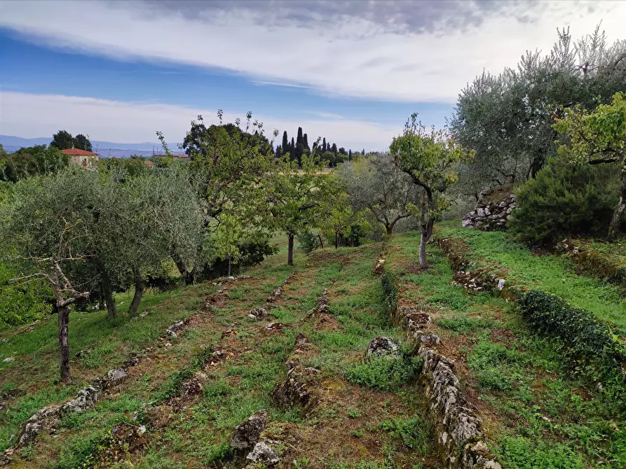 Immagine 10 di Terreno agricolo in affitto  a Sarteano