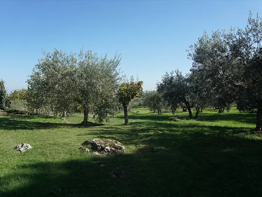 Immagine 4 di Terreno agricolo in affitto  a Sarteano