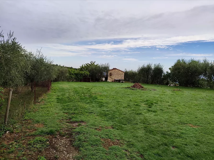 Immagine 5 di Terreno agricolo in affitto  a Sarteano