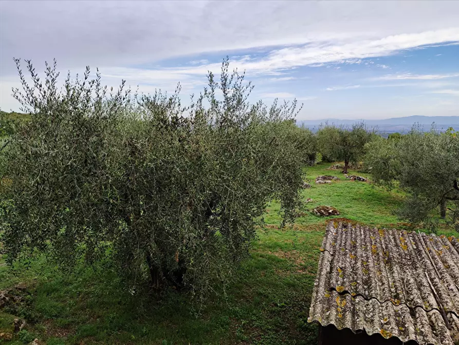 Immagine 7 di Terreno agricolo in affitto  a Sarteano