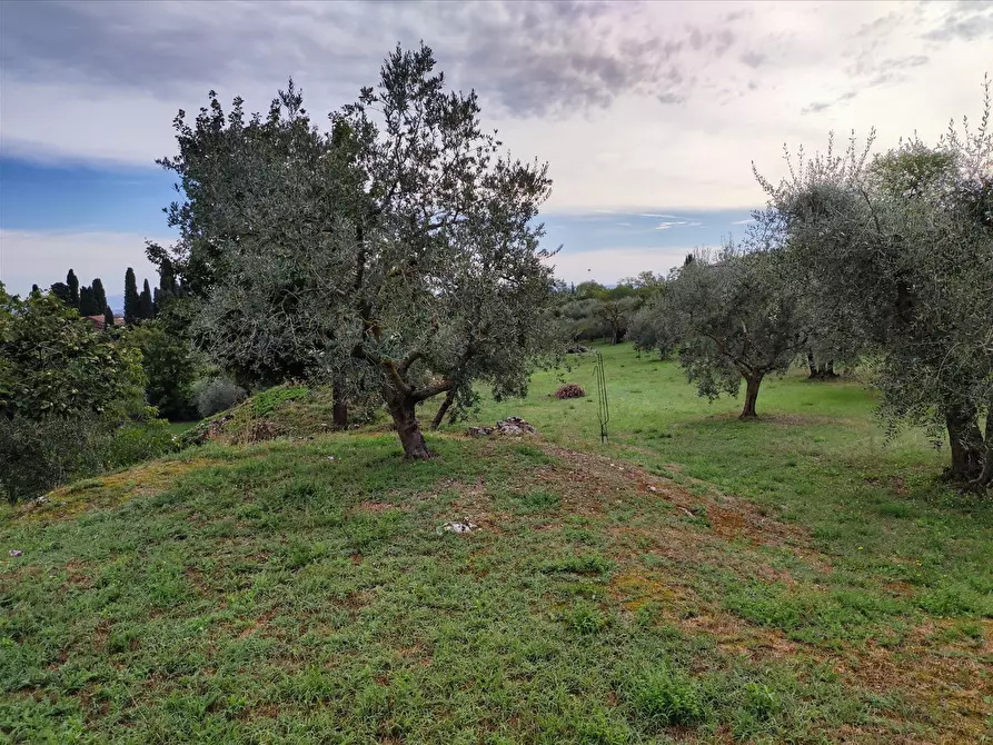 Immagine 9 di Terreno agricolo in affitto  a Sarteano