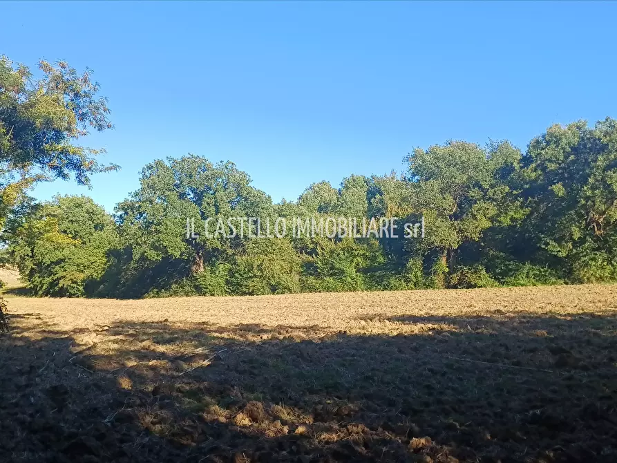Immagine 3 di Terreno agricolo in vendita  in viale Beato Alberto, 4 a Sarteano