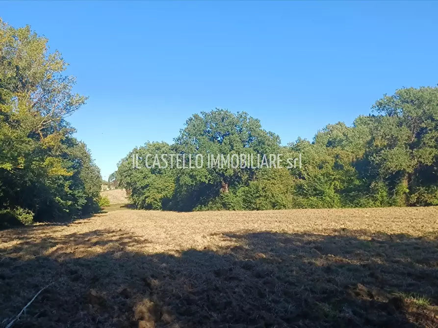 Immagine 5 di Terreno agricolo in vendita  in viale Beato Alberto, 4 a Sarteano