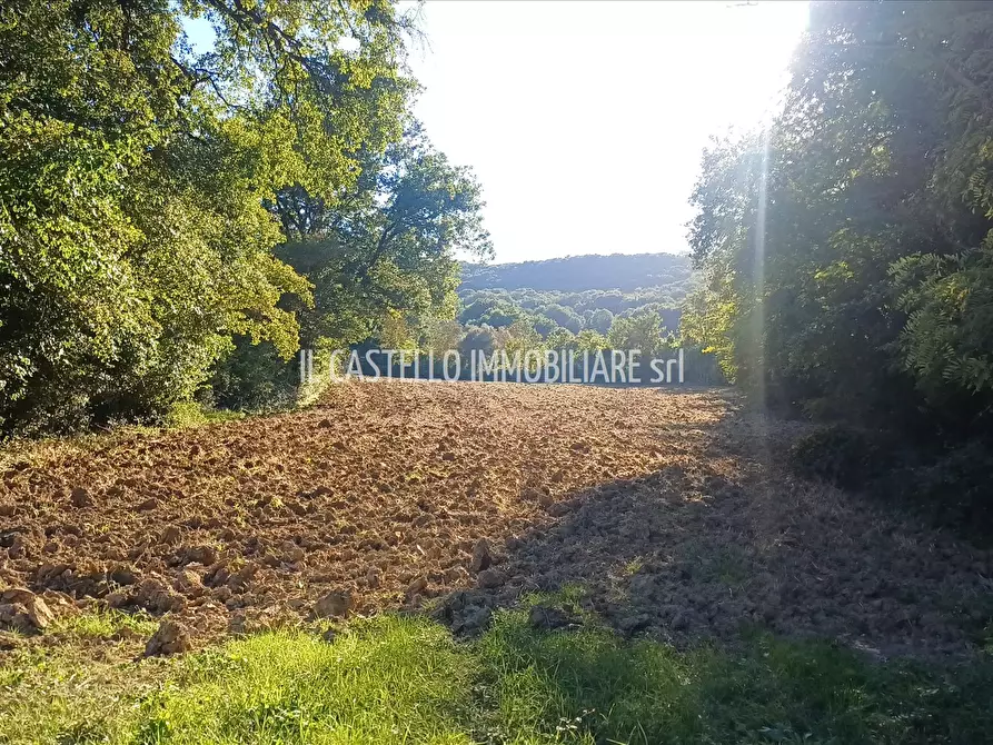 Immagine 6 di Terreno agricolo in vendita  in viale Beato Alberto, 4 a Sarteano