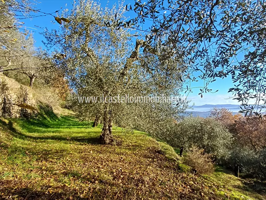 Immagine 2 di Terreno agricolo in vendita  in via Beato Alberto, 4 a Sarteano